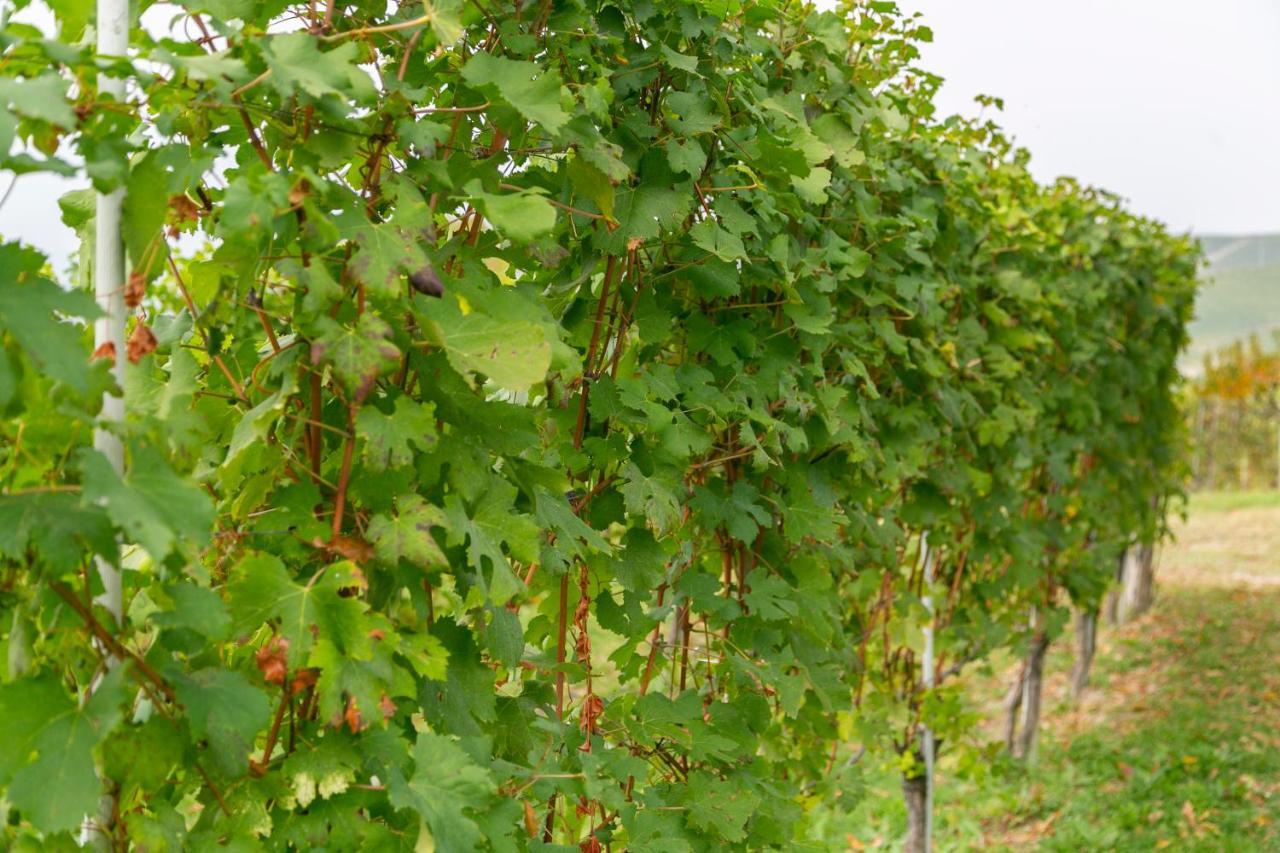 Ca Trifolera Barbaresco - Romantico Cascinale Con Antica Cantina Nel Cuore Delle Langhe - Degustazione Vini Nella Nostra Cantina Exteriér fotografie