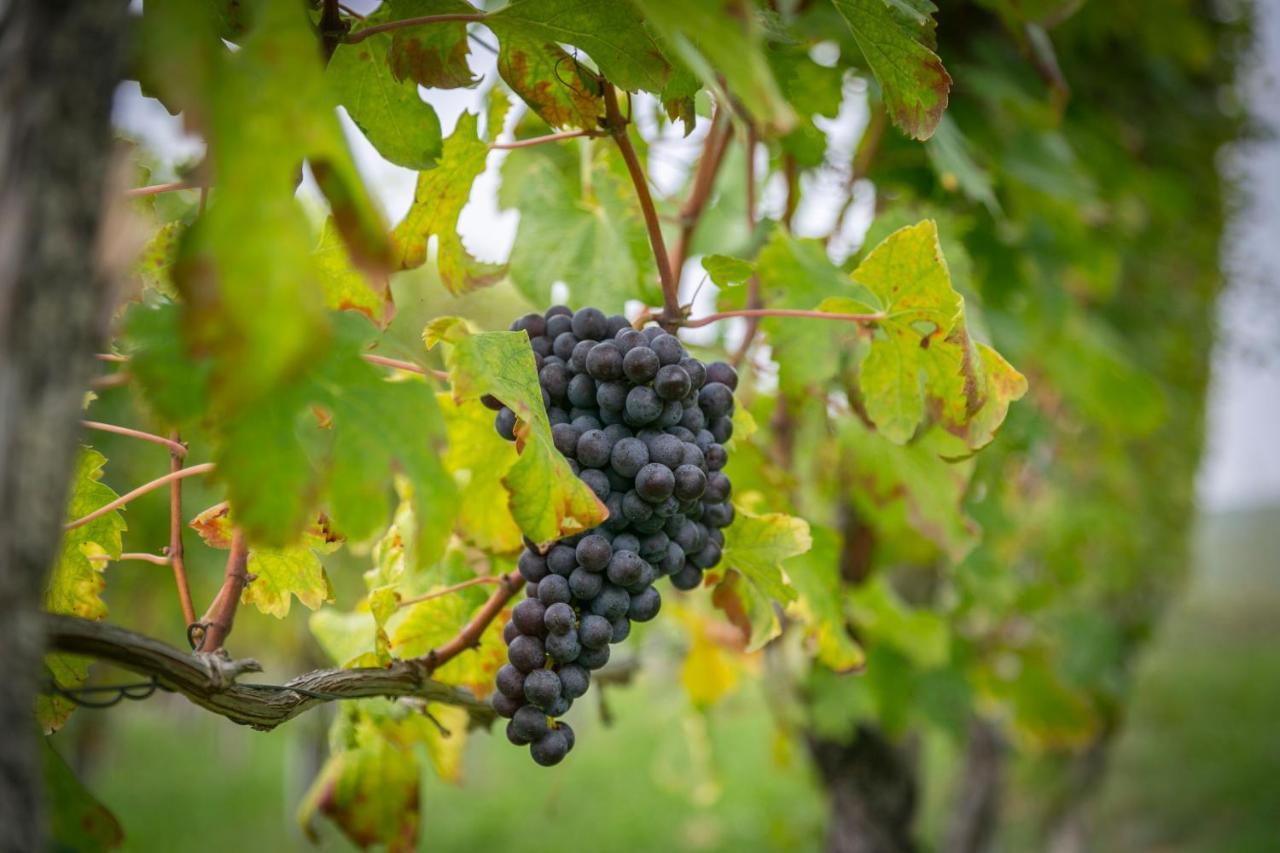Ca Trifolera Barbaresco - Romantico Cascinale Con Antica Cantina Nel Cuore Delle Langhe - Degustazione Vini Nella Nostra Cantina Exteriér fotografie