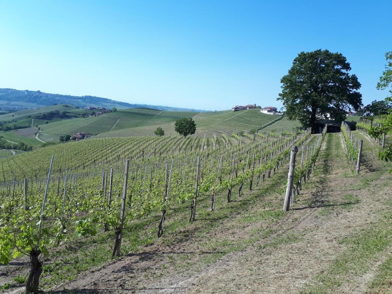 Ca Trifolera Barbaresco - Romantico Cascinale Con Antica Cantina Nel Cuore Delle Langhe - Degustazione Vini Nella Nostra Cantina Exteriér fotografie