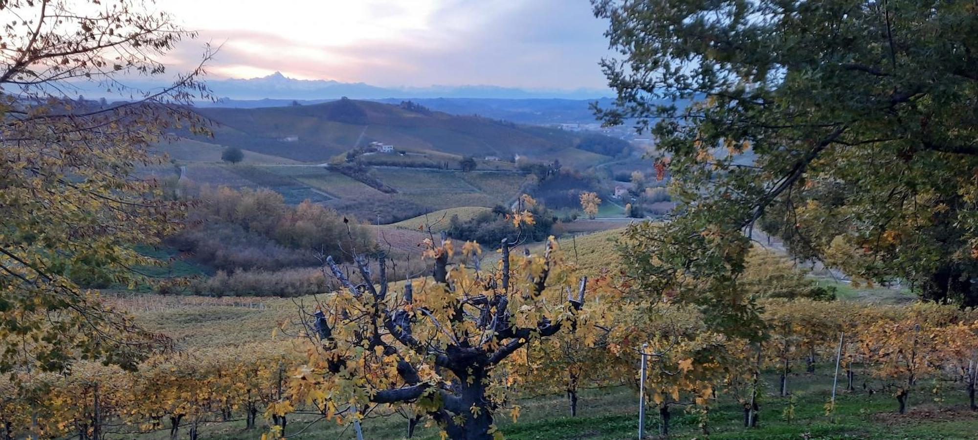 Ca Trifolera Barbaresco - Romantico Cascinale Con Antica Cantina Nel Cuore Delle Langhe - Degustazione Vini Nella Nostra Cantina Exteriér fotografie