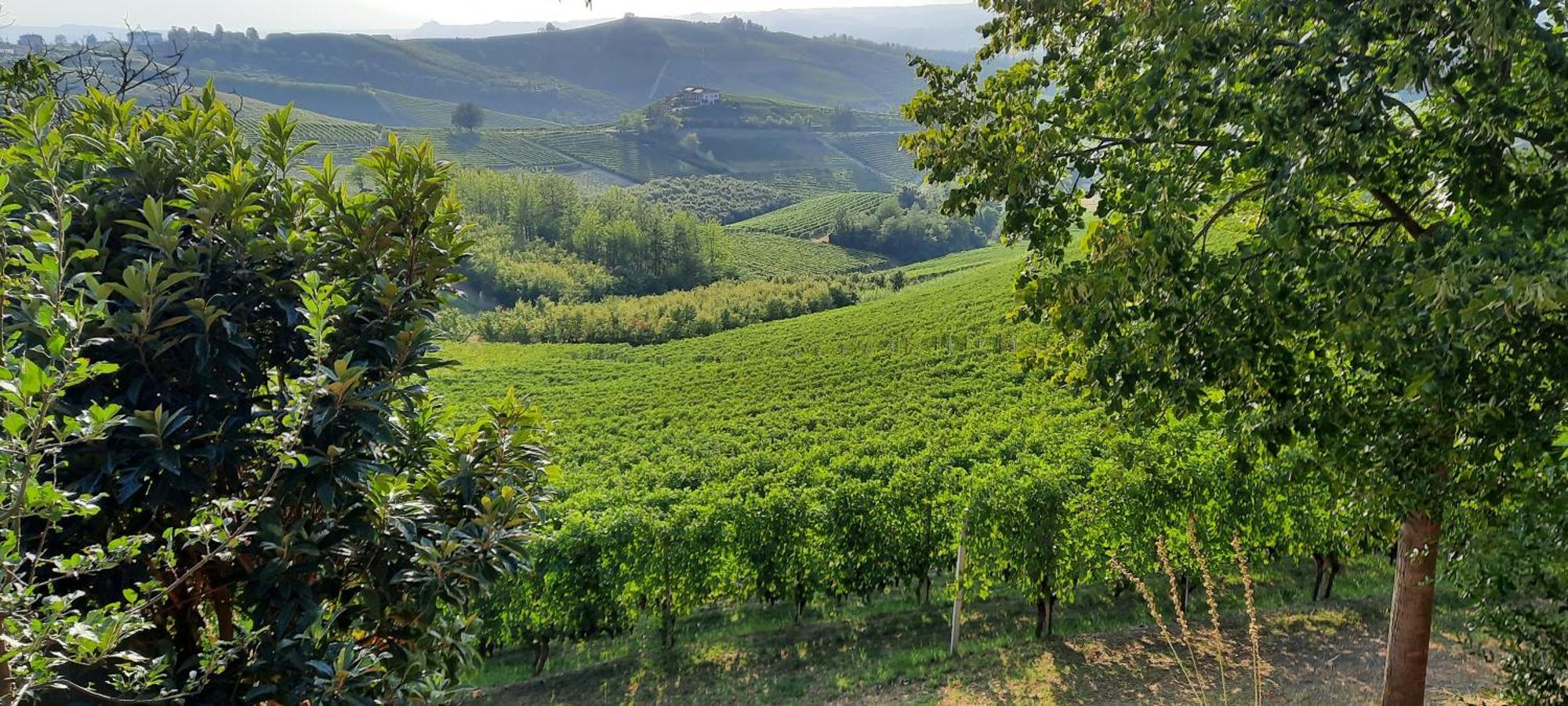 Ca Trifolera Barbaresco - Romantico Cascinale Con Antica Cantina Nel Cuore Delle Langhe - Degustazione Vini Nella Nostra Cantina Exteriér fotografie
